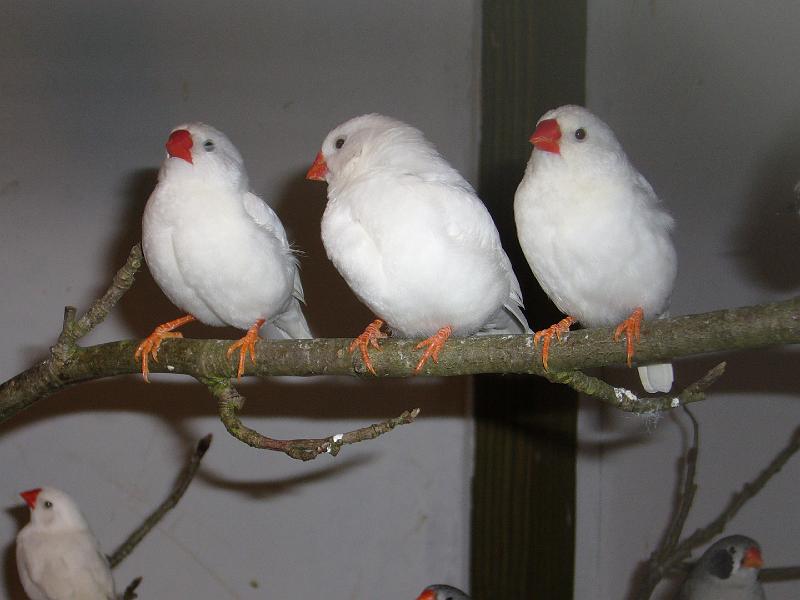 Mastholte 2008 159.jpg - Jugendbetreuung während der Rassegeflügelschau Mastholte 2008  Schätzspiel "wie viele Zebrafinken sind in der Vogelvoliere?"